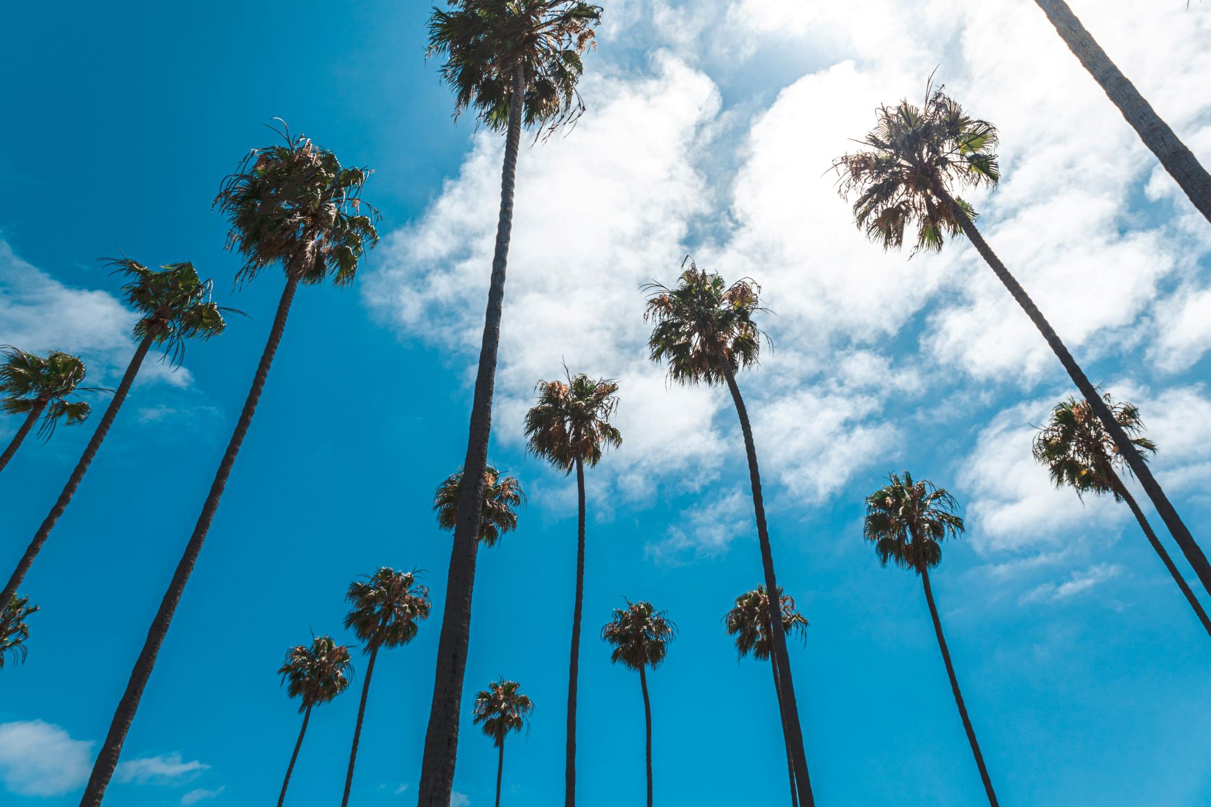 palm trees in Encinitas